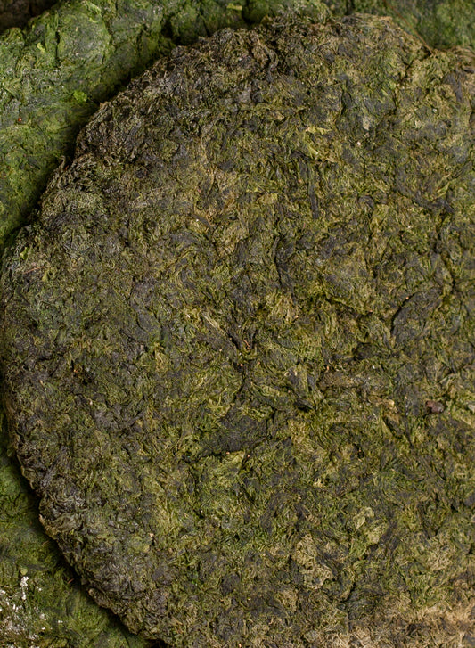 DRIED LUMOT SEAWEED (DALUPIRI ISLAND, CAGAYAN PROVINCE)