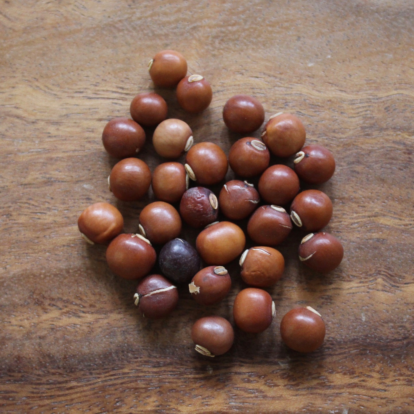 OPEN-POLLINATED SEEDS