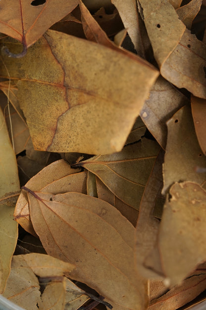 VISAYAN LAUREL (DUMAGUETE)