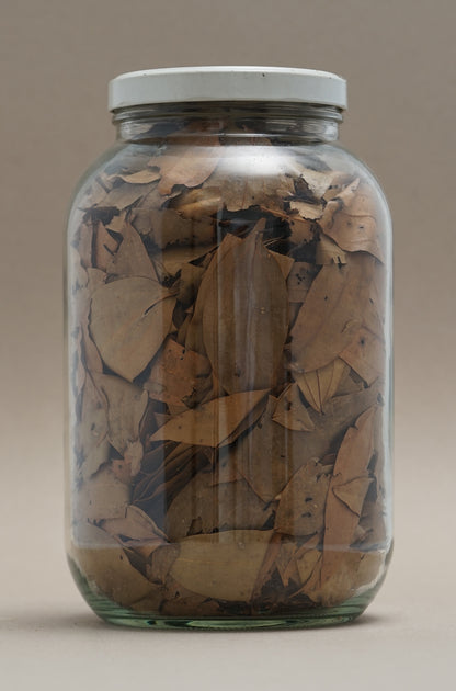 VISAYAN LAUREL (DUMAGUETE)