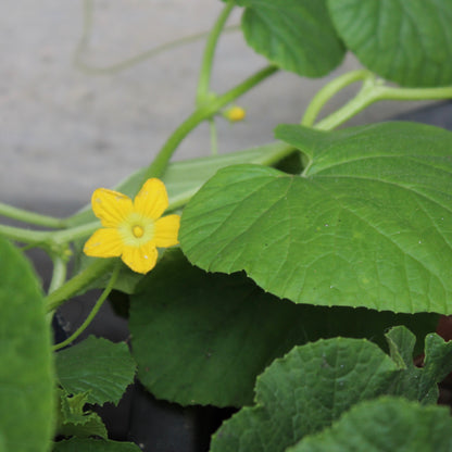OPEN-POLLINATED SEEDS