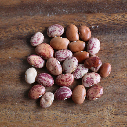 OPEN-POLLINATED SEEDS