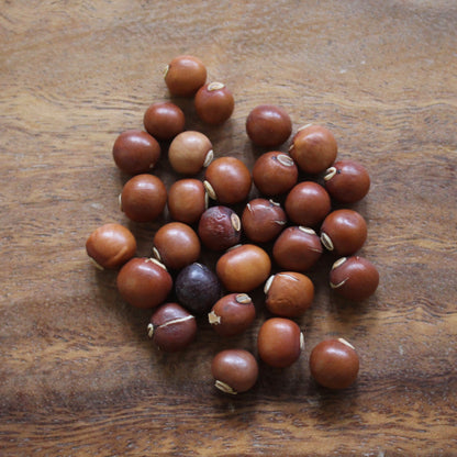 OPEN-POLLINATED SEEDS